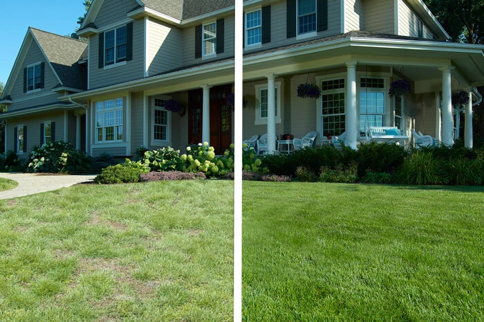 Lawn Restoration before and after