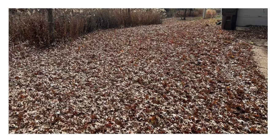 Lawn covered with leaves and debris before property cleanup